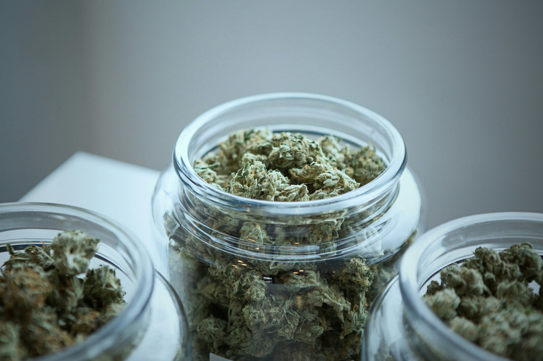Cannabis hilft bei Krebsschmerzen - Bloom Boxx