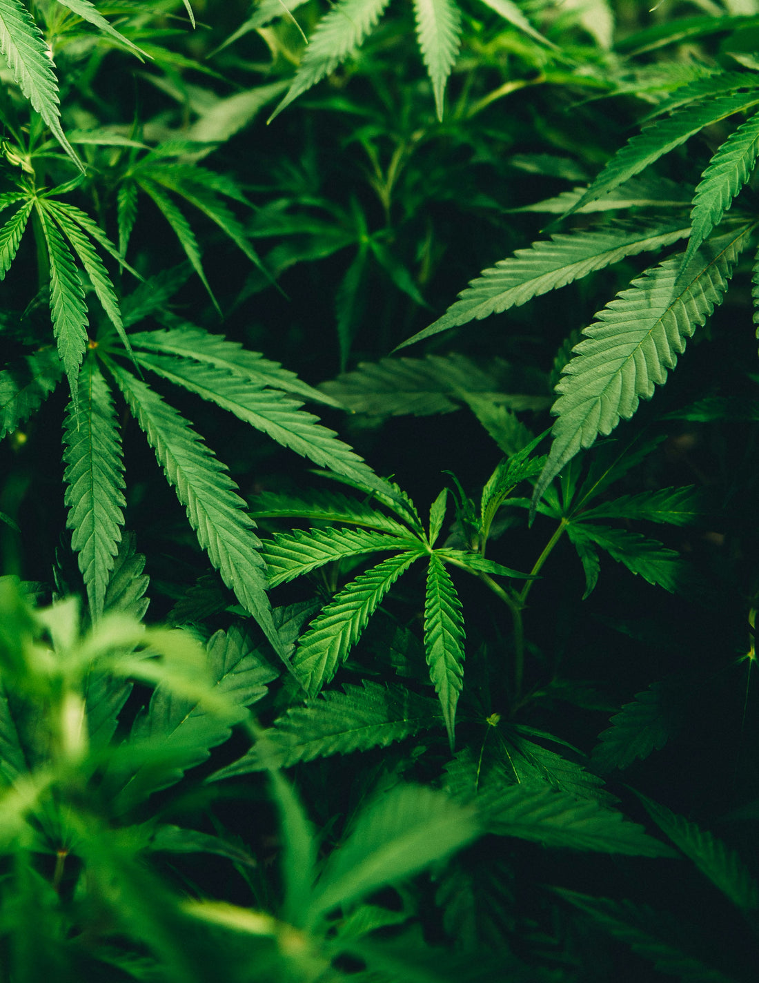 Cannabis kehr die Gehirnalterung um - Bloom Boxx